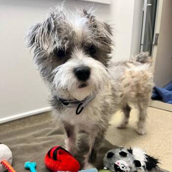 Mixed Breed Dogs Available for Adoption in Westhampton, New York - Moncho | PetCurious