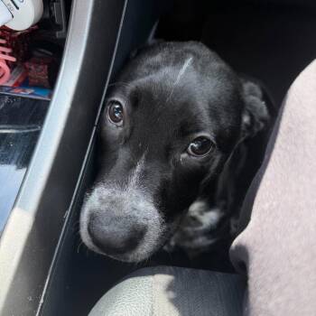 Popps -  American Staffordshire Terrier Dog for Adoption in Mooresville, North Carolina - Popps | PetCurious