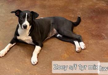 Rescue Labrador Retriever and Hound Dogs for Adoption in Ringwood, New Jersey - Zoey | PetCurious