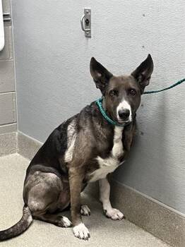 SAIBI -  German Shepherd Dog and Mixed Breed Dog for Adoption in Las Vegas, Nevada - SAIBI | PetCurious