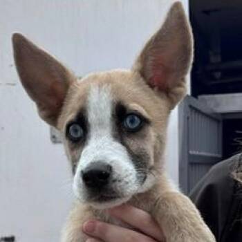 Prue -  Mixed Breed Dog for Adoption in Allegan, Michigan - Prue | PetCurious