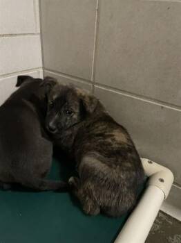 Australian Cattle Dog Blue Heeler Dogs Available for Adoption - RIVEN | PetCurious