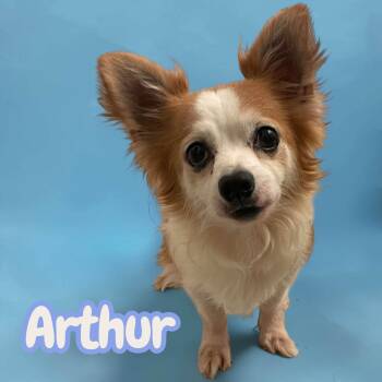 Arthur - tiny, social, snuggly, a joy to be around -  Chihuahua Dog for Adoption in Chuckey, Tennessee - Arthur - Tiny, Social, Snuggly, A Joy To Be Around | PetCurious
