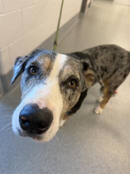 TANJIRO -  Bernese Mountain Dog and Australian Cattle Dog Blue Heeler Dog for Adoption in Indianapolis, Indiana - TANJIRO | PetCurious
