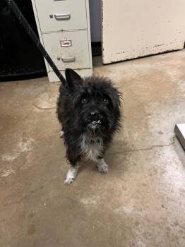 Julio -  Wirehaired Terrier and Terrier Dog Available for Adoption in New Braunfels, Texas - Julio | PetCurious