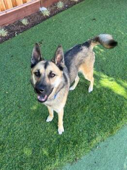 Rescue German Shepherd Dog Dogs for Adoption in Lafayette, California - Jerry | PetCurious