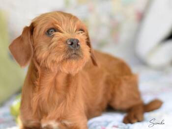 Terrier and Pug Dogs Available for Adoption - Sirachi | PetCurious