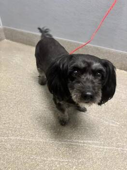 PRECIOSA -  Poodle and Mixed Breed Dog for Adoption in Las Vegas, Nevada - PRECIOSA | PetCurious