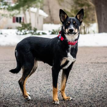 Shepherd Dogs Available for Adoption - Clover | PetCurious