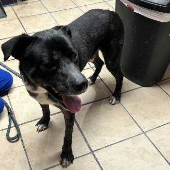 Black Labrador Retriever and Pit Bull Terrier Dogs Available for Adoption - Trout | PetCurious