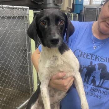 Cookies n cream -  Mixed Breed Dog Available for Adoption in Corbin, Kentucky - Cookies N Cream | PetCurious