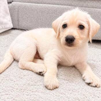 Harvey -  Golden Retriever and Standard Poodle Dog for Adoption in Grand Bay, Alabama - Harvey | PetCurious
