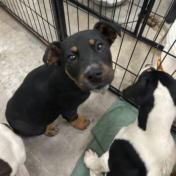 Pit Bull Terrier Dogs Available for Adoption - Edmond | PetCurious