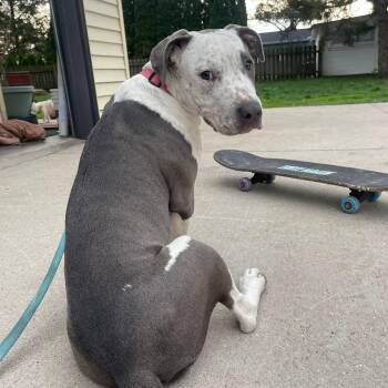 Telulah (aka Tully) -  American Staffordshire Terrier Dog for Adoption in Sparta, Wisconsin - Telulah (aka Tully) | PetCurious