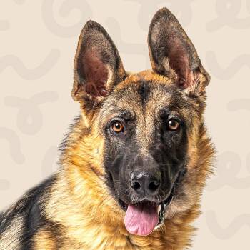 Draco -  German Shepherd Dog Dog for Adoption in Reno, Nevada - Draco | PetCurious