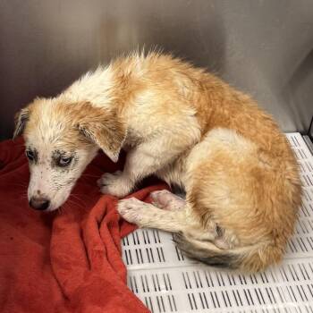 Violet -  Mixed Breed Dog for Adoption in Las Cruces, New Mexico - Violet | PetCurious
