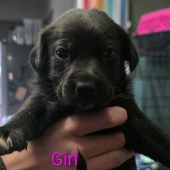 Indy -  Retriever and Mixed Breed Dog for Adoption in Olathe, Kansas - Indy | PetCurious