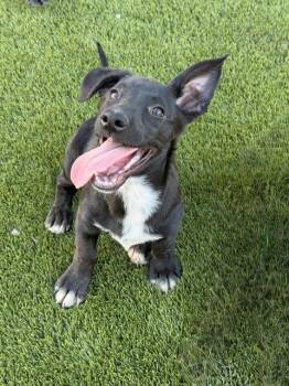 Labrador Retriever and Australian Cattle Dog Blue Heeler Dogs Available for Adoption in Henderson, Nevada - Sydney | PetCurious