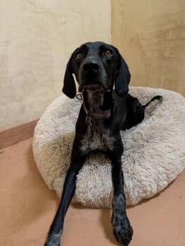Rescue German Shorthaired Pointer Dogs for Adoption in Crested Butte, Colorado - Oona | PetCurious
