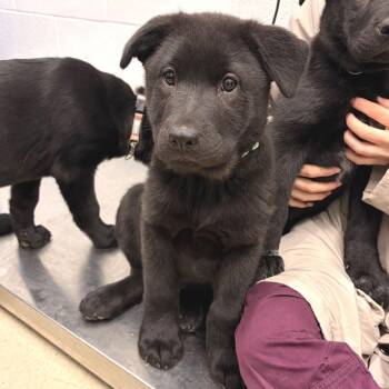 Mixed Breed Dogs Available for Adoption - Kenai | PetCurious