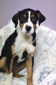 Mae May in NH. Come Meet our Adoptable Dogs Wednesday-Saturday.  -  Hound Dog for Adoption in Manchester, New Hampshire - Mae May In NH. Come Meet Our Adoptable Dogs Wednesday-Saturday.  | PetCurious