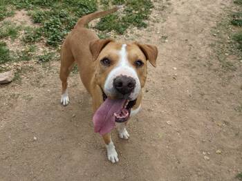 Jax -  Shar Pei and Labrador Retriever Dog for Adoption in Phoenix, Arizona - Jax | PetCurious