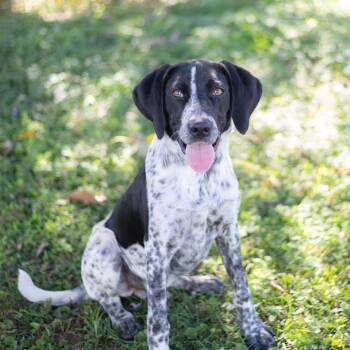 Rescue Pointer Dogs for Adoption in Brownsboro, Alabama - Jackson | PetCurious