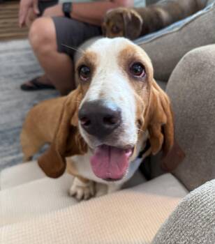 Adele -  Basset Hound Dog for Adoption in Auburndale, Florida - Adele | PetCurious