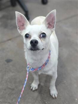 Mixed Breed Dogs Available for Adoption - PALOMA | PetCurious