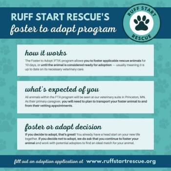 Chihuahua and Dachshund Dogs Available for Adoption - Crustina Aguilera D10926 *Arriving 5/1* | PetCurious