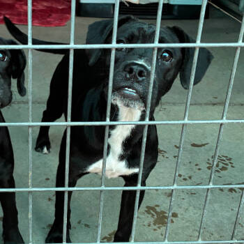 Rescue Beagle and Mixed Breed Dogs for Adoption in St. Louis, Missouri - Crawly | PetCurious