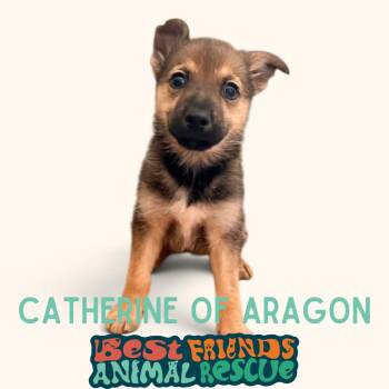 Catherine of Aragon -  Shepherd Dog for Adoption in Wasilla, Alaska - Catherine Of Aragon | PetCurious