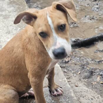 Rescue American Staffordshire Terrier and Australian Cattle Dog Blue Heeler Dogs for Adoption in Melrose, Florida - Wrinkles | PetCurious