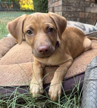 Peach -  Golden Retriever and Labrador Retriever Dog for Adoption in Warr Acres, Oklahoma - Peach | PetCurious