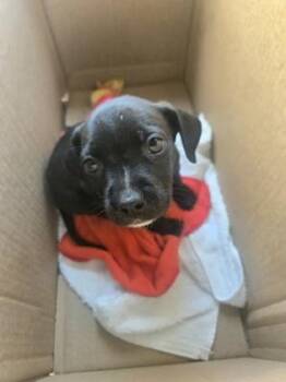 Feenie -  Mixed Breed Dog for Adoption in Atlanta, Georgia - Feenie | PetCurious