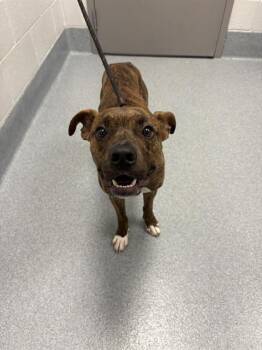 TERREL -  Pit Bull Terrier Dog for Adoption in Indianapolis, Indiana - TERREL | PetCurious