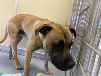 LEVI* -  Mastiff Dog for Adoption in Santa Cruz, California - LEVI* | PetCurious