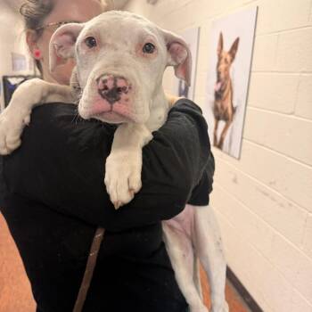 Lumas -  Pit Bull Terrier Dog for Adoption in East St. Louis, Illinois - Lumas | PetCurious