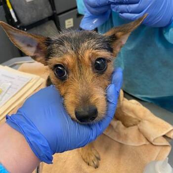 Terrier and Mixed Breed Dogs Available for Adoption - Dustie | PetCurious