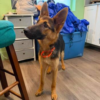Messi -  German Shepherd Dog Dog for Adoption in Tampa, Florida - Messi | PetCurious