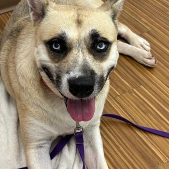 Shockley -  Mixed Breed Dog for Adoption in Sarasota, Florida - Shockley | PetCurious