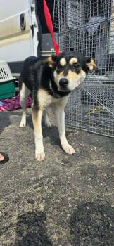 Teine -  Shepherd and Mixed Breed Dog for Adoption in Calgary, Alberta - Teine | PetCurious
