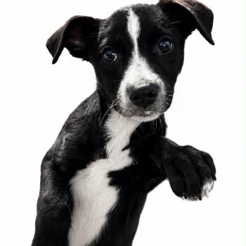 Lex -  Mixed Breed Dog for Adoption in Guaynabo, Guaynabo - Lex | PetCurious