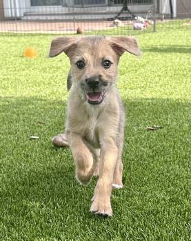 Haven * -  Yorkshire Terrier and Australian Shepherd Dog for Adoption in West Palm Beach, Florida - Haven * | PetCurious