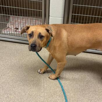 Ellie -  Pit Bull Terrier Dog for Adoption in Bristol, Indiana - Ellie | PetCurious