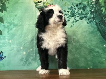 Bonnie -  Bernedoodle Dog for Sale in Owenton, Kentucky - Bonnie | PetCurious