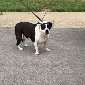 Chloe -  Mixed Breed Dog for Adoption in Saint Joseph, Missouri - Chloe | PetCurious