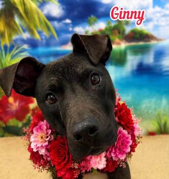 Ginny -  Mixed Breed Dog for Adoption in Flint, Michigan - Ginny | PetCurious