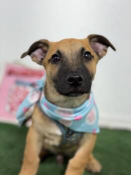 Pawgustus-One of our Amazing Rescue Dogs -  Black Mouth Cur and Corgi Dog for Adoption in Carlsbad, California - Pawgustus-One Of Our Amazing Rescue Dogs | PetCurious