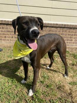 American Bulldog and Mixed Breed Dogs Available for Adoption in Dickson, Tennessee - Binky | PetCurious